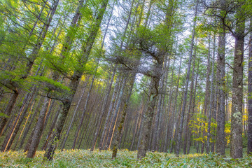 Fototapeta premium Piękny zielony las sosnowy w wiosenny poranek