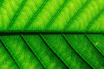 Green leaf background texture Close up ( cassia fistula)