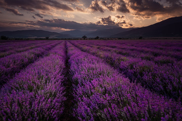 Fototapeta na wymiar Cloudy sunset at lavender field, near Kazanlak town, Bulgaria