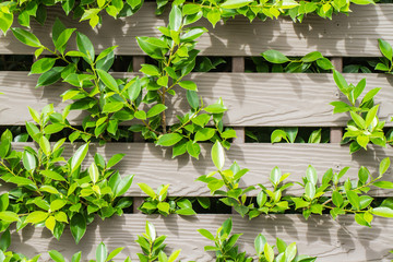 Wall with plants.