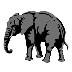 adult male elephant vector illustration 