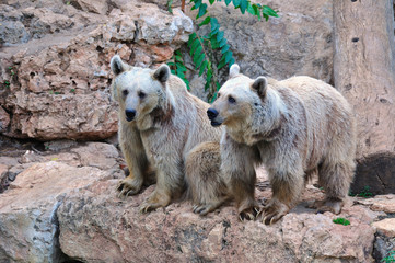 Couple of brown bears in safari park. Central Israel.