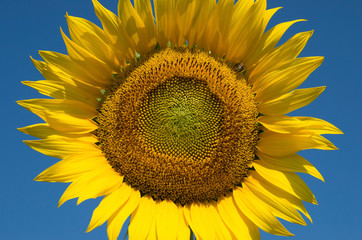 Obraz premium Sunflower against the sky.
