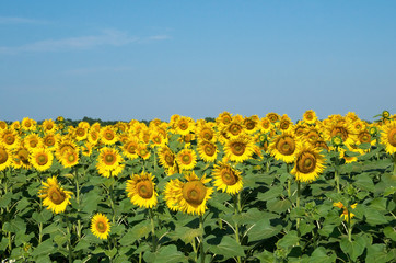 Field with sunflowers.