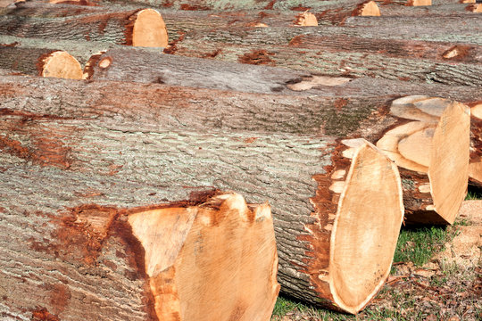 Holzstämme Baum Holz Stamm 