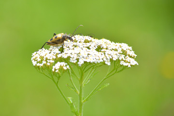 small beetle on flower