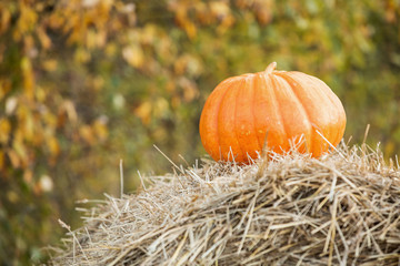 pumpkin,  garden