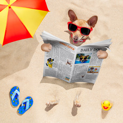 dog at the beach reads newspaper