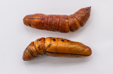 chrysalisbutterfly. pupa close-up isolated on the white background 