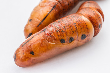 chrysalisbutterfly. pupa close-up isolated on the white background 