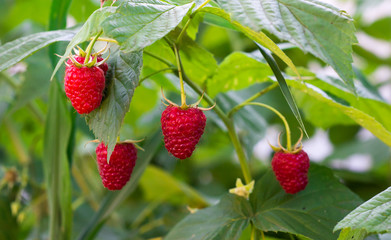 Raspberries growth on the bush