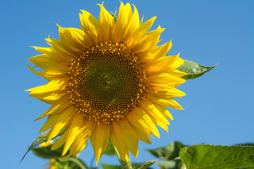 Sunflowers over blue sky