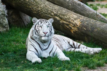 Papier Peint photo Tigre Le tigre blanc
