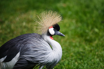 Fototapeta premium The crowned crane close up