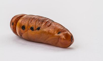 chrysalisbutterfly. pupa close-up isolated on the white background 