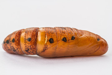 chrysalisbutterfly. pupa close-up isolated on the white background 