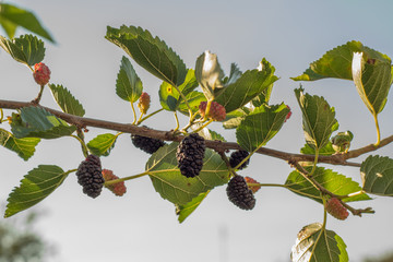 Mulberry branch with berries