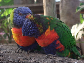 ゴシキセイガイインコ　インコ