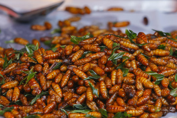 fried insects