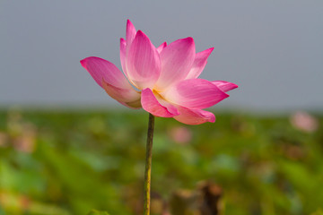 Obraz premium Lotus flower and Lotus flower plants