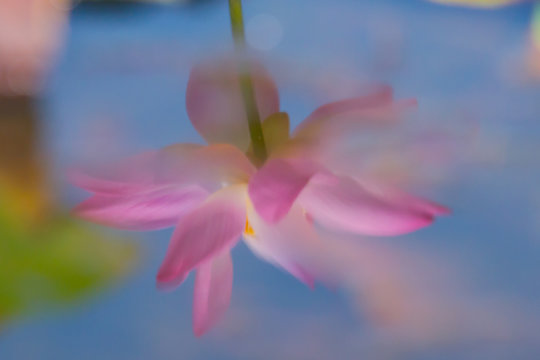 Fototapeta A beautiful close up a shadow with flower petals.