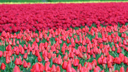 Rows of Red Tulips in Dutch Countryside