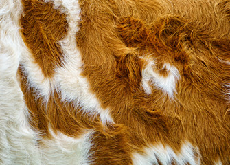 cow fur background (42)