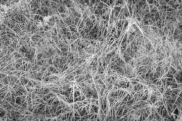 Black and white Grass texture background