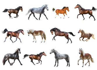 Fototapeta premium Kolekcja koni na białym tle na białym tle