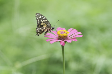 Fototapeta na wymiar Butterfly sucking nectar from pink flowers .
