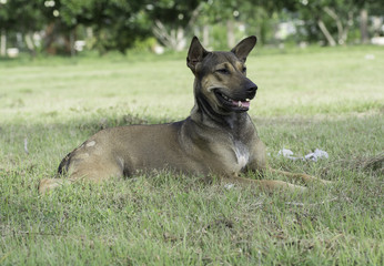 Brown dog lying on the lawn .