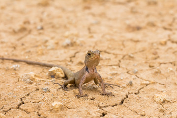 Lizard on ground 