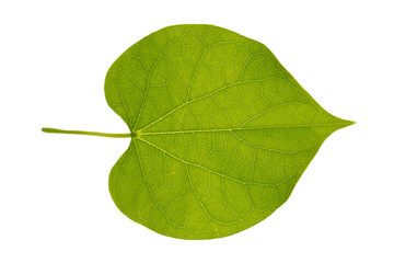 Obraz premium Green leaf close up isolated