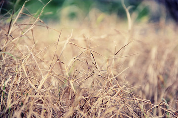Fototapeta premium Dry wild grassland in a countryside