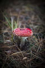 The fly agaric