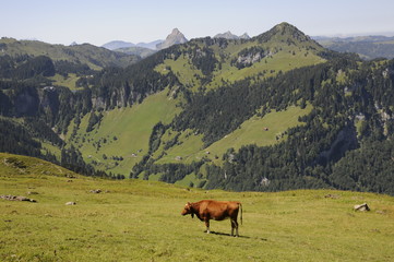 Fototapeta na wymiar Kuh bei Hoch-Ybrig