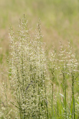 Flowers with pollen of meadow plants.