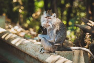 The long-tailed macaque photographed in the Holy Monkey Forest of Sangeh in Bali.