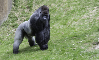 big gorilla showing his power