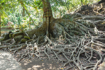 Tropical tree roots in the forest, Bali, Indonesia 