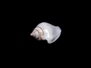 turbinate shell ; beautiful White seashell isolate on Black with copy space