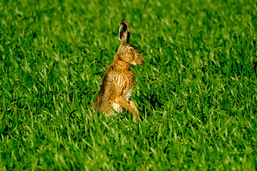 Wild hare in the green field. back view