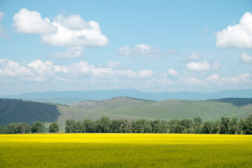 Beautiful cultivated yellow field. Hilly landscape