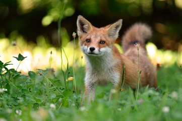 Naklejka premium キタキツネの子供