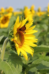 Monarch on Sunflower