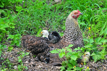 Young chicken resting on mother hen's back