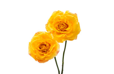 yellow rose isolated