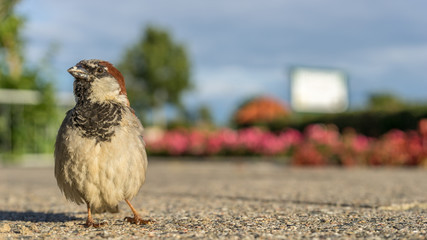 Posing Sparrow, close-up