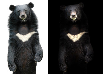 asiatic black bear on dark and white background