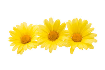yellow daisy isolated